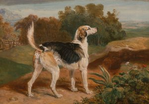 Ravager, Einer der Lambton-Hunde