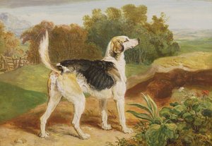 Ravager, einer der Lambton-Hunde