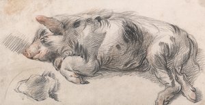 Schlafendes Schwein von James Ward