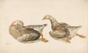 Studien von Gänsen von James Ward