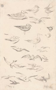 Studien von Möwen