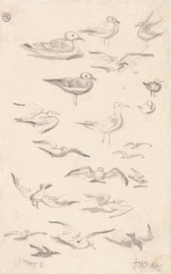 Studien von Möwen von James Ward