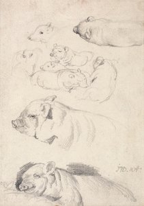 Studien von Schweinen von James Ward