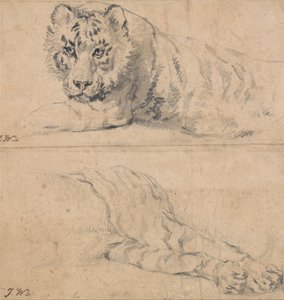 Studien eines Tigers; oben, Kopf und Schultern; unten, Hinterteil von James Ward