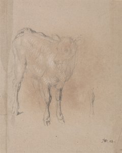 Studie eines Kalbs von James Ward