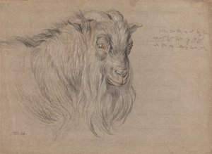 Studie eines Widderkopfes von James Ward