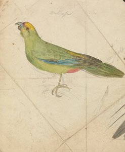 Ein Papagei von James de Carle Sowerby