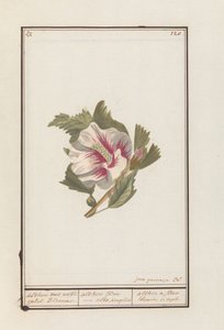 Hibiskus (Hibiscus syriacus)