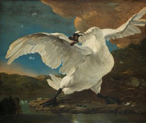 Der bedrohte Schwan von Jan Asselijn