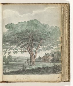 Baum auf Ceylon von Jan Brandes