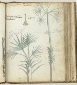 Baum auf Ceylon. Singhalesische Schalmei