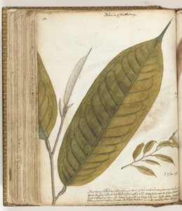 Durianblatt
