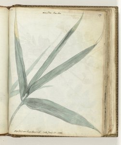 Das Blatt des Bambusrohrs