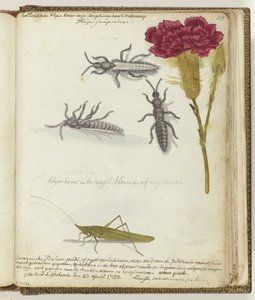 Holländischer Käfer und Javanische Reisheuschrecke