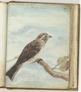 Holländischer Vogel