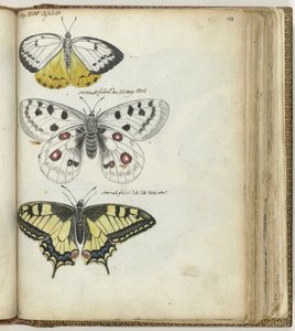 Indischer Schmetterling und schwedische Schmetterlinge
