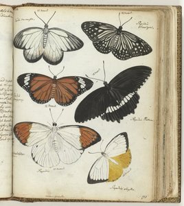 Indische Schmetterlinge