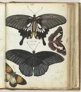 Indische Schmetterlinge