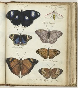 Indische Schmetterlinge