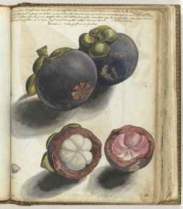 Mangostan