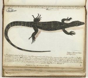 Minjawa oder Leguan