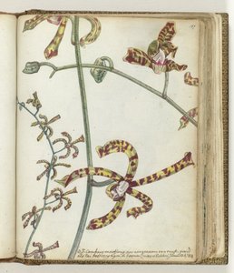 Ostindische Blume 