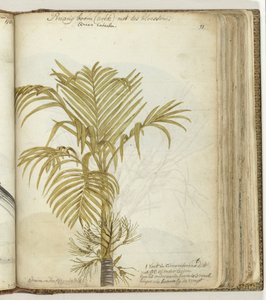 Pinangbaum
