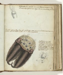 Spinnenköpfe von Jan Brandes