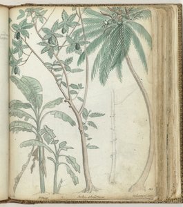 Tropische Bäume von Jan Brandes