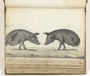 Schweine ohne Hinterbeine