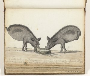Schweine ohne Hinterbeine am Trog