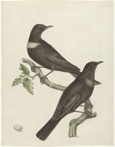 Zwei Ringdrosseln (Purdus torquatus) mit einem Ei von Jan Christiaan Sepp (possibly)