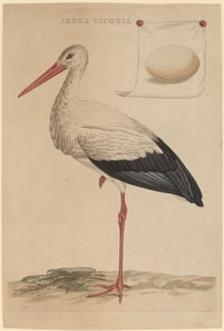 Der Weißstorch von Jan Christiaan Sepp
