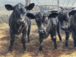 Neugierige schwarze Kälber