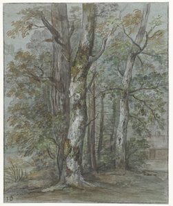 Baumstudie