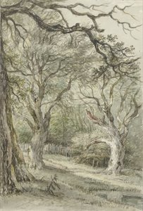 Waldansicht von Jan Hulswit