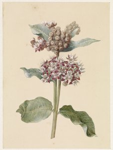 Blühende Asclepias-Arten