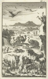 Die Schöpfung