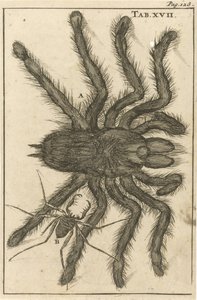 Spinnen XVII von Jan Luyken