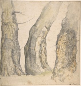 Studie von drei alten knorrigen Bäumen, 1660
