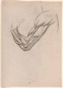 Anatomische Studie der Muskeln eines rechten Arms von Jan Veth