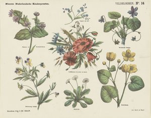 Feldblumen