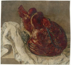 Drucke des Gehirns und des Herzens (Anatomische Studie eines menschlichen Herzens) von Jan l