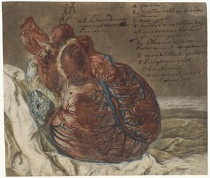 Drucke des Gehirns und des Herzens (Anatomische Studie eines menschlichen Herzens)