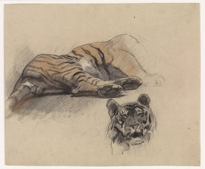 Liegender Tiger und Kopf eines Tigers