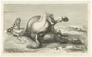 Gefallenes Pferd von hinten gesehen