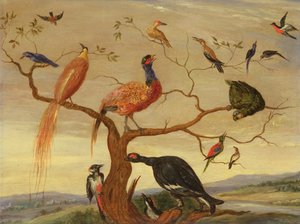 Ein Konzert der Vögel von Jan van Kessel the Elder