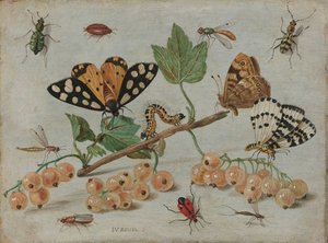 Insekten und Früchte, ca. 1660-65 (Öl auf Kupfer)