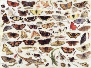 Studie von Schmetterlingen und anderen Insekten