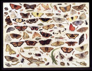 Studie von Schmetterlingen und anderen Insekten